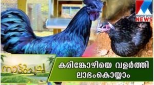 Kadaknath