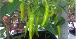 Terrace Vegetable Gardening