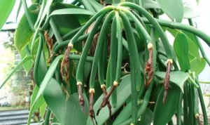 Vanilla Cultivation