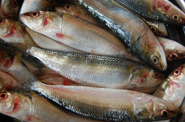 Meat in the fish recognizable very easy