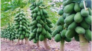 Papaya Cultivation