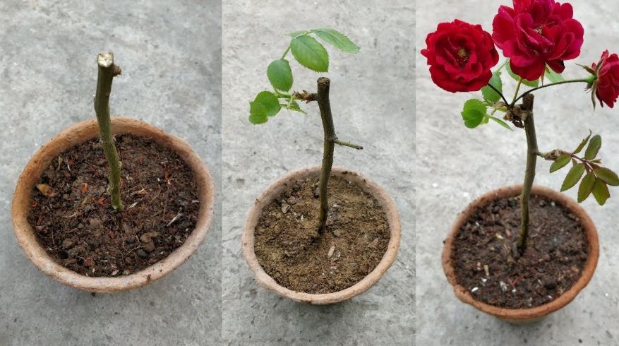 Grow Roses