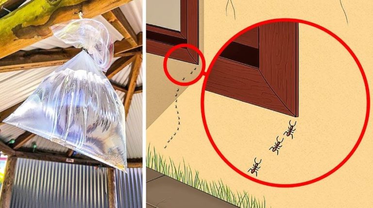 get rid of insects