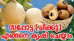 How to grow Sapodilla