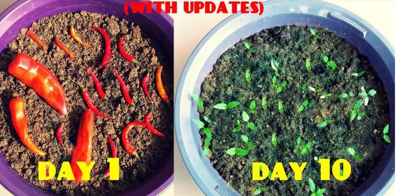 Grow Chillies