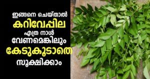 keep Curry Leaves Fresh