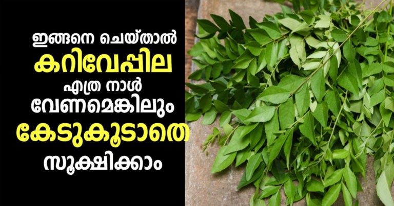 keep Curry Leaves Fresh