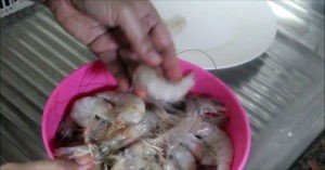 clean prawns