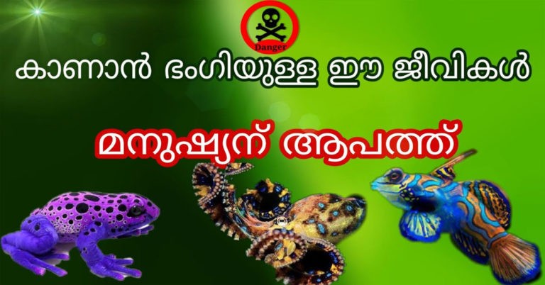 Dangerous Animals