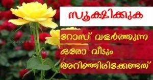 Planting Roses