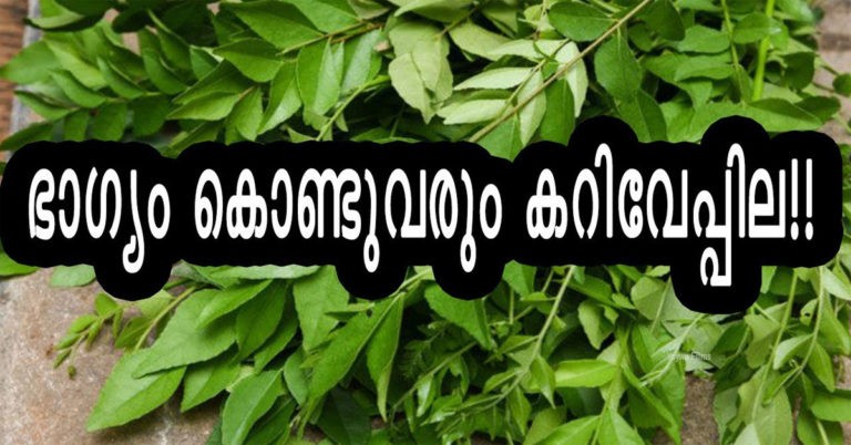 curryleaves