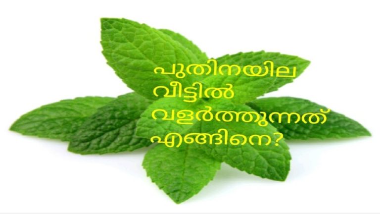 Kitchen Gardening Idea How To Grow Mint From Cuttings
