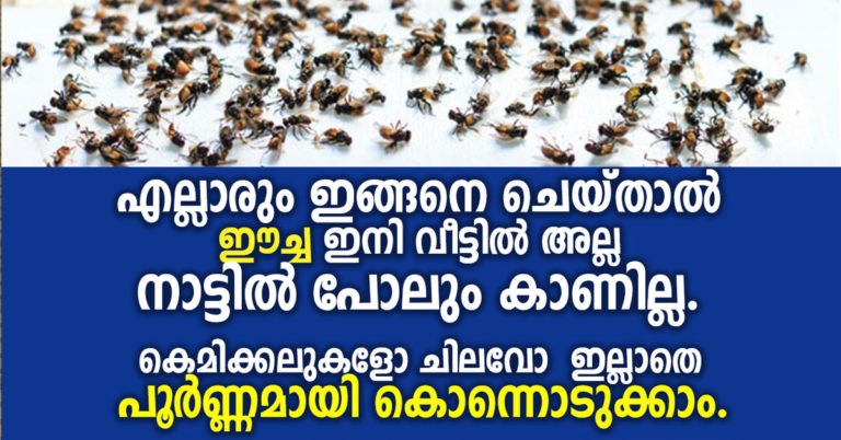 houseflies