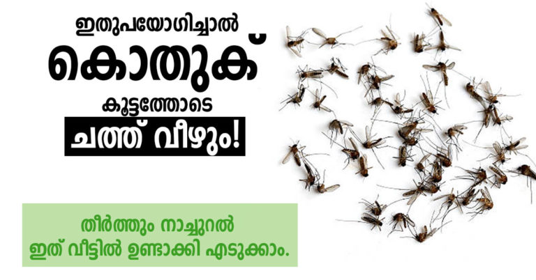 kothuku