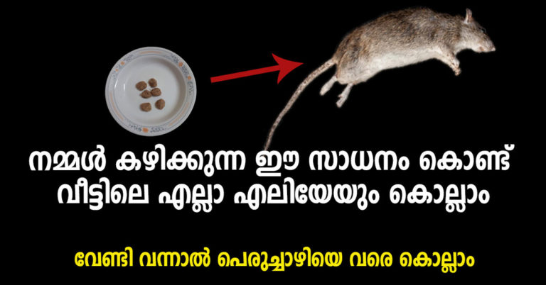 rats