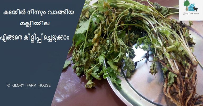 GROW CORIANDER AT HOME WITH THIS SIMPLE GUIDE