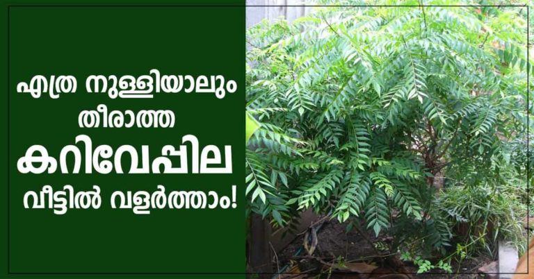 Grow Curry Leaves Plant at home