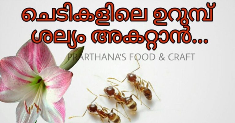 6 effective method to get rid of ants from plants