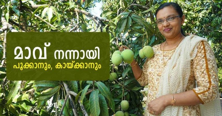 Growing Mango Trees: Information On Planting And Caring For A Mango Tree