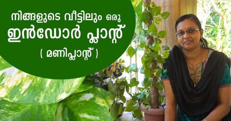 How to grow Money plant beautifully at home..