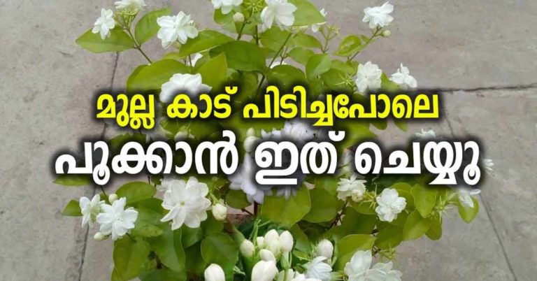 Do this to blossom into the jungle;Jasmine Plant