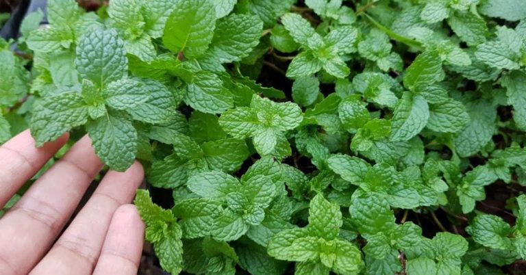 mint leaf culturing at home
