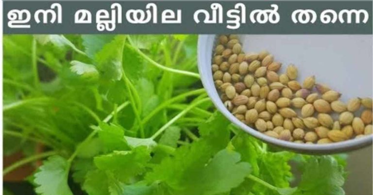 Grow corriander from seeds