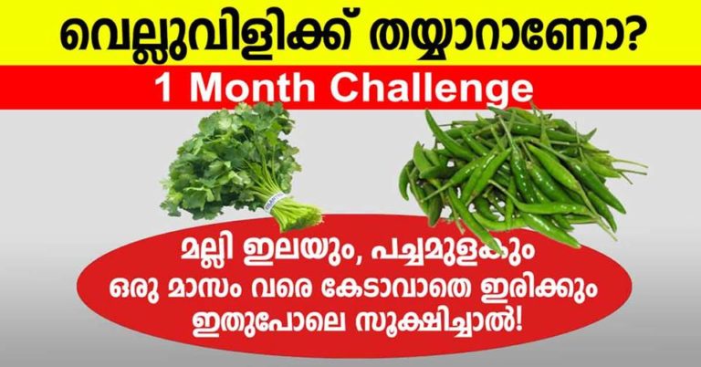 green chilli and coriander leaf storing tips