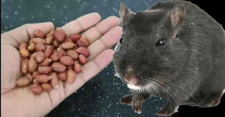 KILL RATS WITH IN 1 HOUR