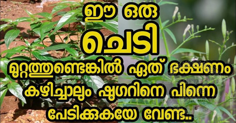 Health benefits of Chiretta
