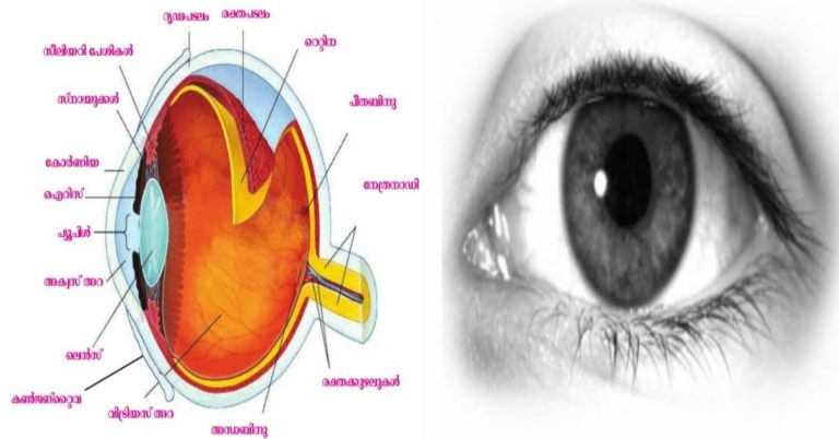How to Eye Treatment For Malayalam Health Tips