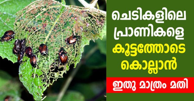 Natural ways to get rid of insects in your home