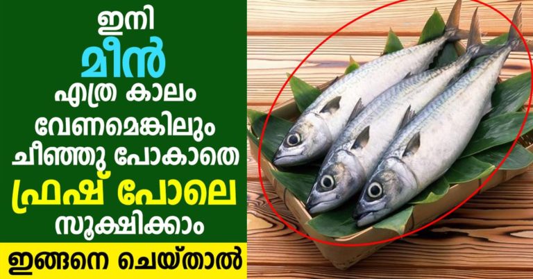 Store Fresh Fish at Home