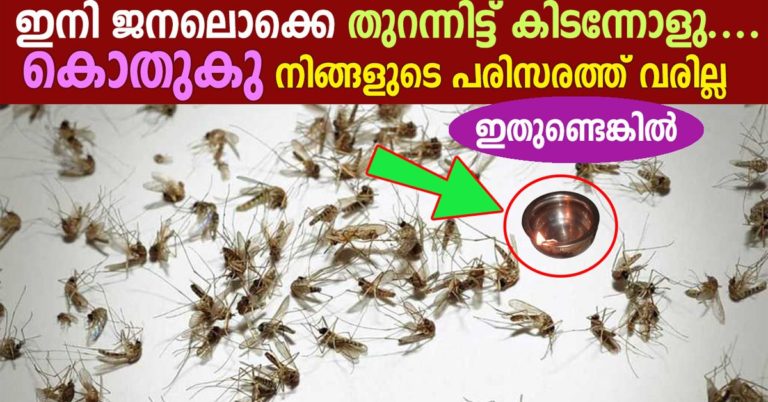Best Home Remedies to Get Rid of Mosquitoes