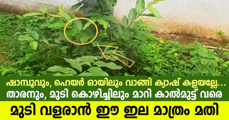 The leaves alone are sufficient to grow hair up to the knees, turning into dandruff and hair loss