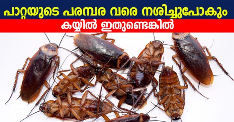 How to get rid of roaches naturally