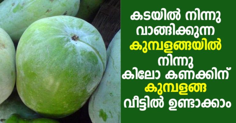 how to grow ash gourd at home