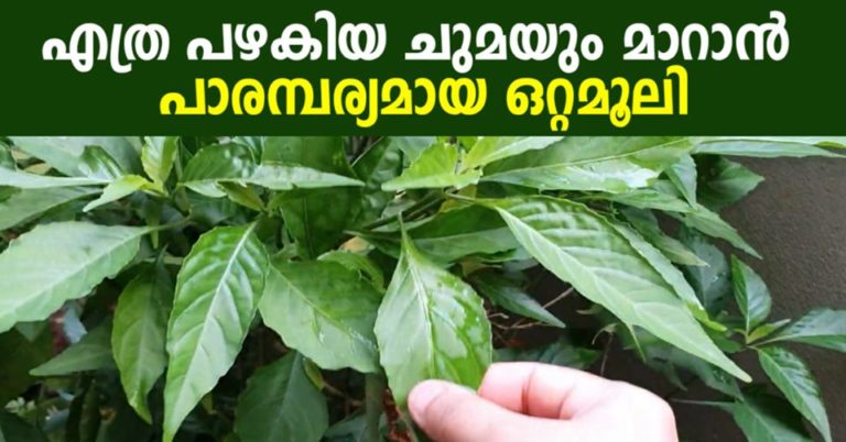 Adalodakam – Potent Cough Reliever in your Ayurvedic Herbs Garden