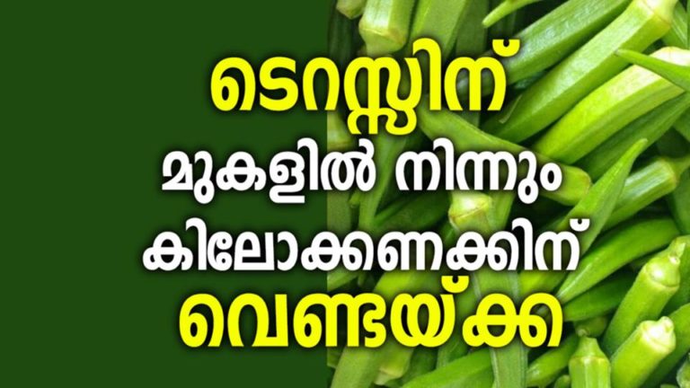 How to grow Okra | Growing Okra in a pot | lady’s fingers planting and care