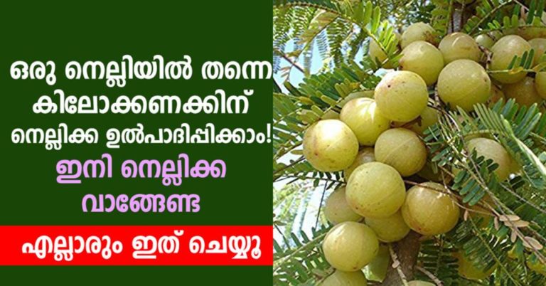How to Grow Amla