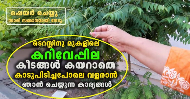 Curry Leaf Care – Growing Curry Leaf Tree In Your Garden