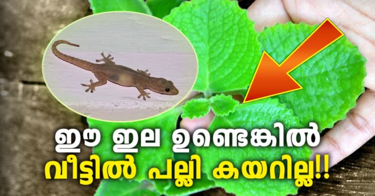 Natural Ways to Remove Lizards from Your Home Easily