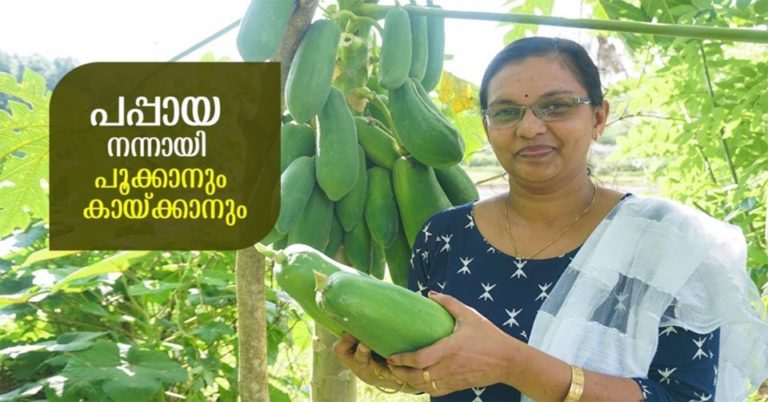 Papaya Tree Facts: Growing Info And Care of Papaya Fruit Trees