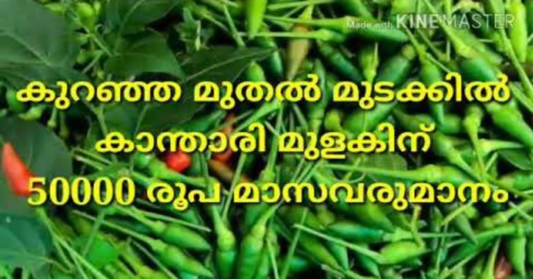 Chilli Cultivation Guide: Discover How to Start a Green Chilli Plantation