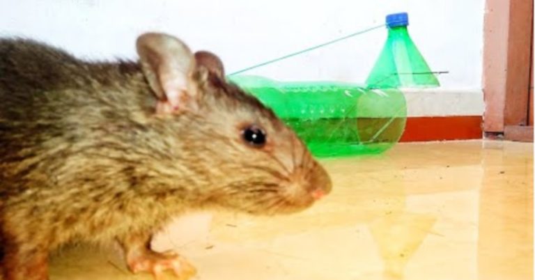 Clever Ways to Make a Simple No-Kill Trap for Mice & Rats