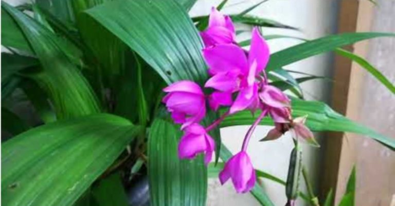 How to Care for a Ground Orchid