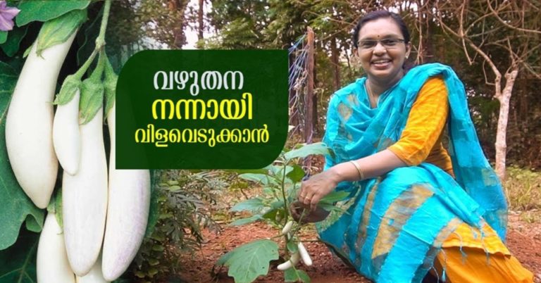 White long Eggplant cultivation