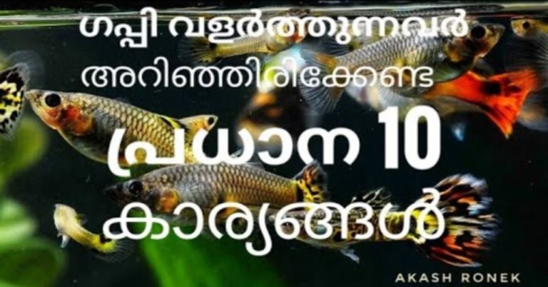 Best Guppy Tank Mates – Full List of Animals Compatible with Guppies