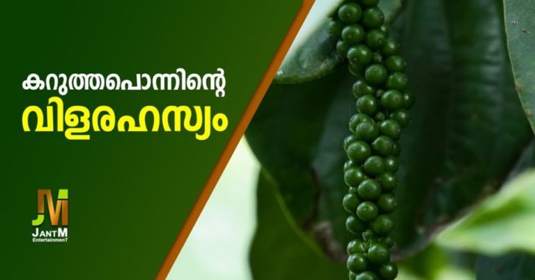 Black pepper