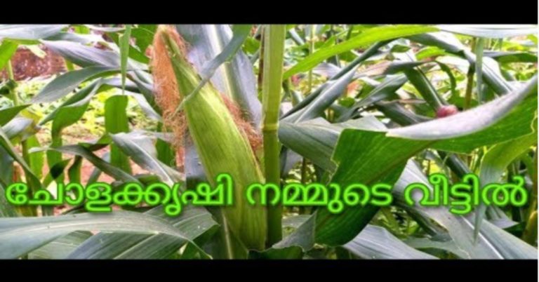 CORN CULTIVATION AT HOME
